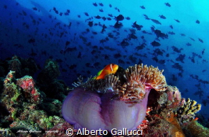 Maldivian reef life by Alberto Gallucci 